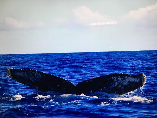 Hawaii, Kauai humback whale tail.
Each tail is like a finger print and so wonderful. 