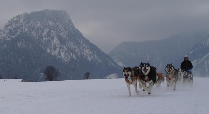 Inzell, Bavaria, Schlittenhunderennen 2015
Siberian Husky, Alaskan Malumate,
dog sledding