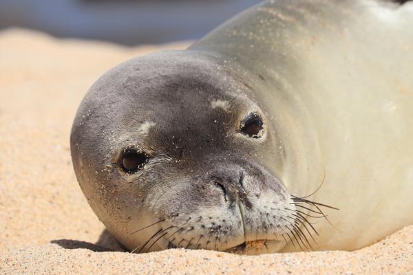 Hawaiian monk seal , endangered animal, Kauai, hawaii 