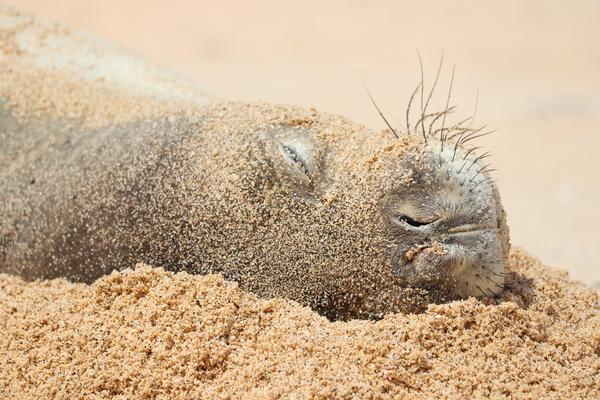 Hawaiian monk seal , hawaii Kauai, sand sleeping seal enjoying the sun 