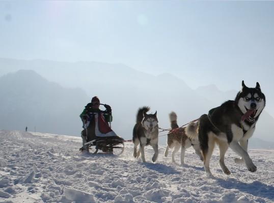 Inzell, Bavaria, Schlittenhunderennen, 2015,
Alaskan Malamute
dog sledding