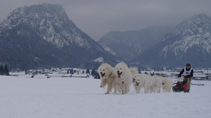 Dog Sledding in Austria – A Winter Adventure with Huskies
Experience the Thrill of Dog Sledding in Austria
Dog sledding in Austria offers a unique winter experience, allowing visitors to glide through
snow-covered alpine landscapes while being pulled by energetic Huskies and Alaskan
Malamutes. Whether you're looking for an authentic mushing adventure, a family-friendly
husky ride, or a multi-day sledding expedition, Austria provides stunning locations and
professional sled dog tours.