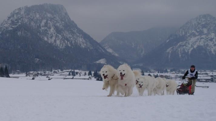 Inzell, Bavaria, Schlittenhunderennen 2015 ,Samojede,
dog sledding