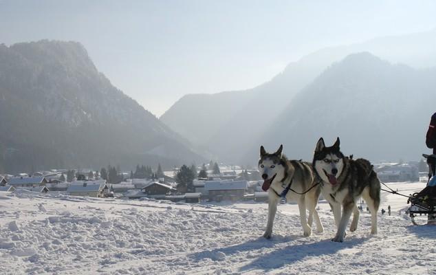 Inzell, Bavaria, Schlittenhunderennen 2015,
Alaskan Malamute
dog sledding
