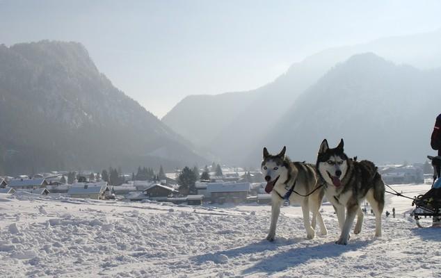 Why Huskies Are So Special
• Highly intelligent & independent – Ideal for active, experienced owners.
• Bred for endurance & strength – Perfect for outdoor adventures.
• Friendly & social – Loyal to families but strong-willed.
• Unique appearance – Known for their blue or bi-colored eyes and thick coats.
Whether as sled dogs, companions, or working animals, Huskies continue to fascinate and inspire dog lovers worldwide!