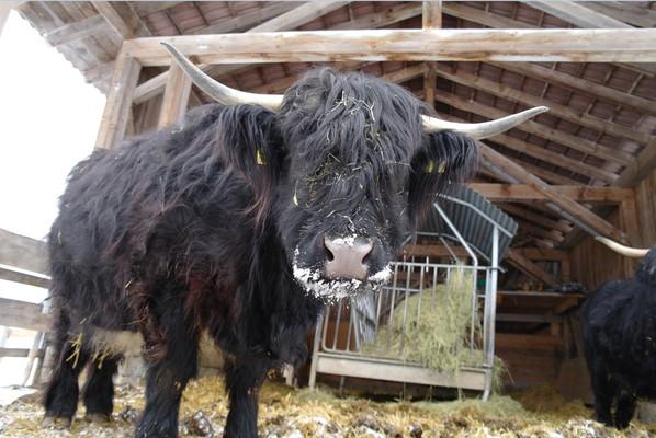 Schottisches Hochlandrind, Inzell, Bavaria,
Scottish highland cows 