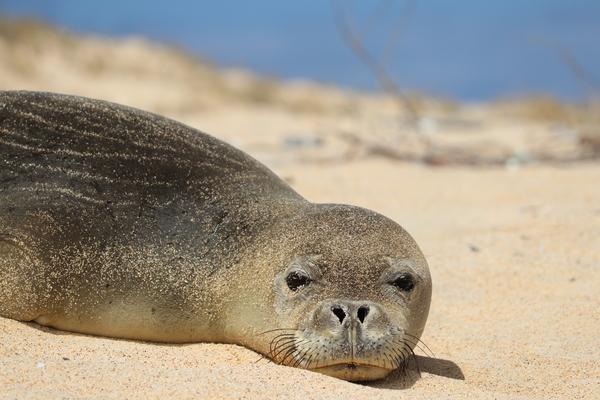 Kauai and Niihau under High Surf Warning 
The Spirit of Niihau : Tale of the Monk Seal
How many MOnk Seals are left in the World ?