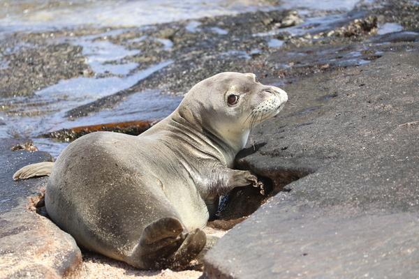 The Hawaiian monk seal (Neomonachus schauinslandi) is an endangered species endemic to the Hawaiian Islands, with an estimated total population of around 1,600 individuals. Approximately 1,200 of these seals inhabit the Northwestern Hawaiian Islands, while about 400 are found in the main Hawaiian Islands.  ￼

Niʻihau, the westernmost of the main Hawaiian Islands, serves as a significant habitat for Hawaiian monk seals. The island’s secluded and minimally disturbed beaches provide an ideal environment for these seals to rest, molt, and nurse their pups.