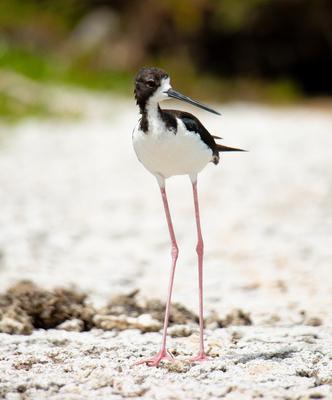 Ae‘o (Hawaiian Stilt) in Kaua‘i

The Ae‘o (Himantopus mexicanus knudseni), or Hawaiian Stilt, is an endemic wading bird of Hawaii, including the island of Kaua‘i. Recognized for its long pink legs and slender black-and-white body, the ae‘o is an important species in Hawaiian culture and wetland ecosystems. However, it is also endangered, facing threats from habitat destruction and invasive species.
