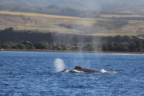 Whale Saison in all Hawaiian Islands in the Winter. In Kauai you can see Humpback Whale closed to shore.