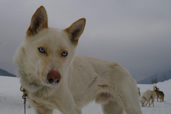 sledding dog, Alaskan Malamute
Schlittenhunderennen 2015, Inzell , Bavaria , Winter, Hund