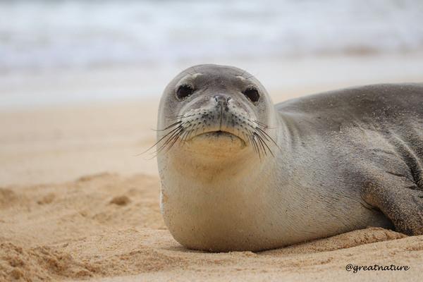 The Hawaiian monk seal - a rare treasure of the pacific. Hawaiian monk seal seen on Niihau forbidden island.
How rare is it to see a Hawaiian Monk Seal ?
