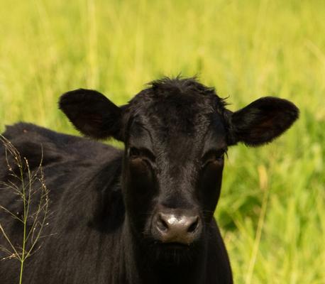 In 1864, scottish widow Elizabeth Sinclair purchased the island of Niihau from King Kamehamea for $ 10.000 establishing Niihau Ranch. The ranch focused on cattle and sheep farming, with livestock roaming freely across the island
