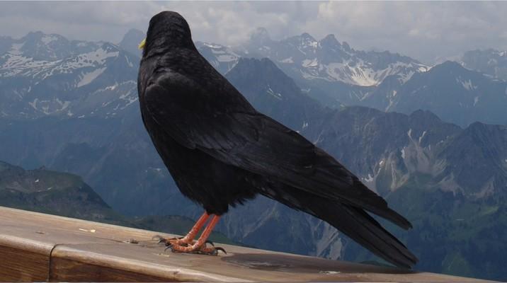 Nebelhorn 2224m, Alpendohle, Singvogelart aus der Familie der Rabenvögel, Allgäuer Alpen, Obersdorf, Bavaria, Hindelanger Klettersteig