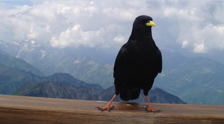 Nebelhorn 2224m, Alpendohle, Singvogelart aus der Familie der Rabenvögel, Allgäuer Alpen, Obersdorf, Bavaria, Hindelanger Klettersteig