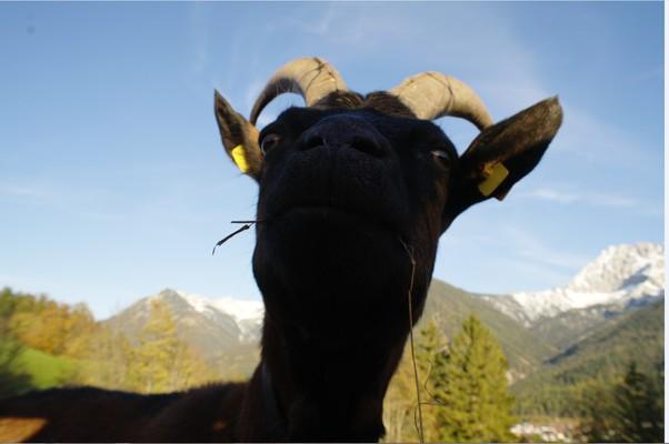 Bergziege ,Karwendel, Karwendelmassiv, Mittenwald, Bavaria Bayern 