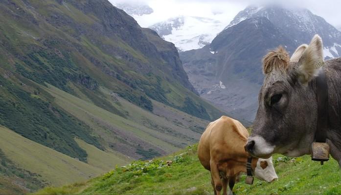 Tiroler Grauvieh mit Braunvieh , Pitztal, Austria