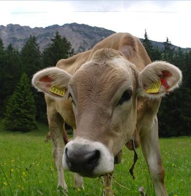 Allgäuer Braunvieh auf Wiese, Obersdorf, Bavaria, Almabtrieb, ich will Kühe