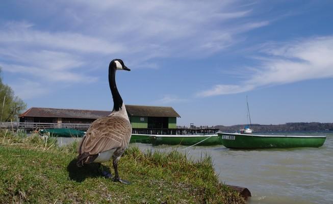 Bavaria, Ammersee, Kanadagans, Bootssteg, Canada Goose, 