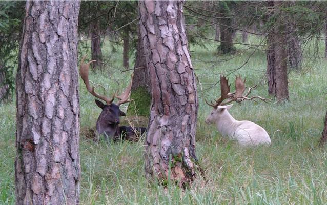 Bavaria, Siebentischwald, Haunstetter Wald, Augsburger Stadtwald, Bayerns grösster zusammenhängender Auwald mit Kiefern und Heide,  schwarzer  und weiser Damhirsch, Damwild 