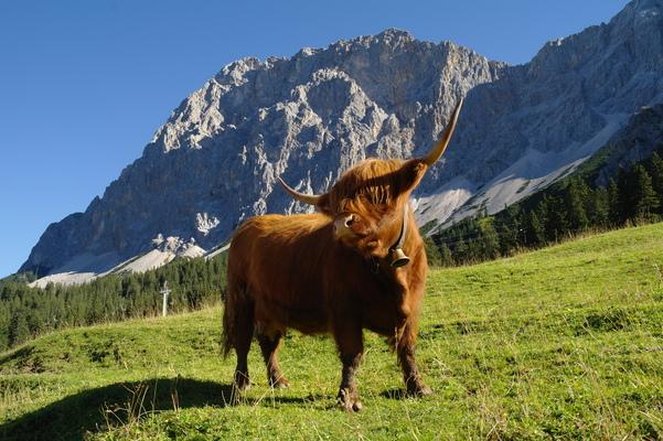 Schottisches Hochlandrind, Ehrwald, Tirol, Austria