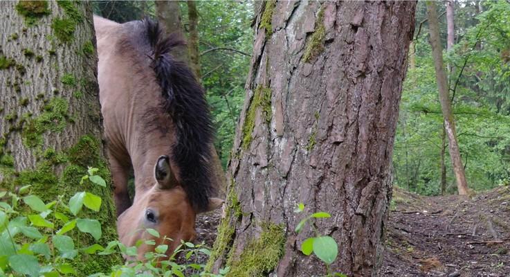 Przewalski-Pferd, mongolisches Wildpferd, Kiefernwald, Augsburg, Siebentischwald, Beweidungsprojekt im südlichen Stadtwald Augsburg 