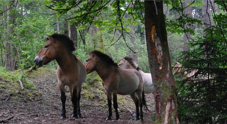 Przewalski-Pferd, mongolisches Wildpferd, horse, Bavaria, Przewalski's horses are the last surviving subspecies of wild horse, Przewalski horse, Siebentischwald , Frühjahr, Kiefernwald, Pferd